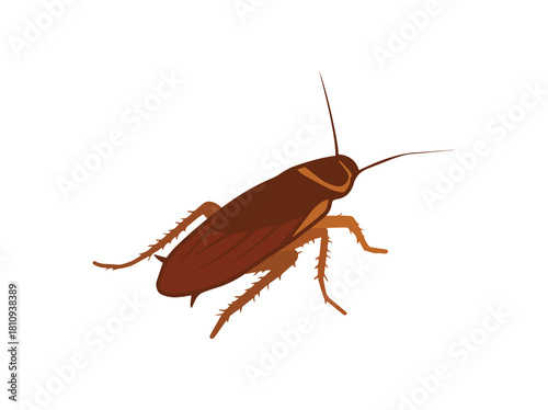 Hand Drawn Cockroach Insect Illustration
