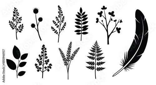 Black silhouettes of various plants foliage a feather and botanical elements