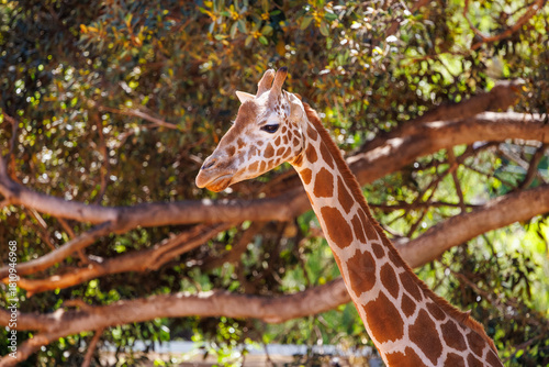 Giraffe