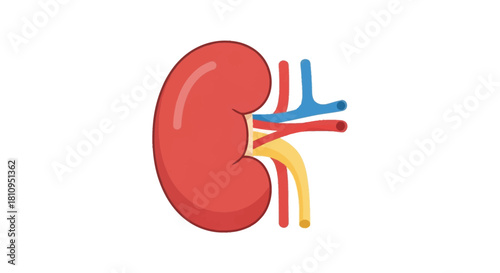 A cartoon kidney is depicted with red blue and yellow arteries attached set against a white background