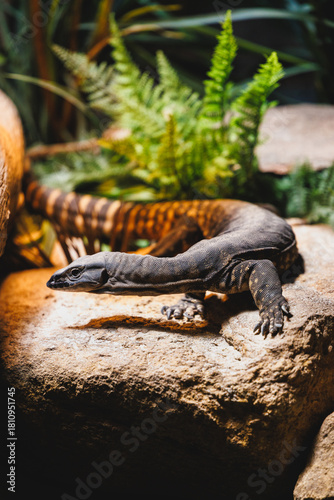 Reptile