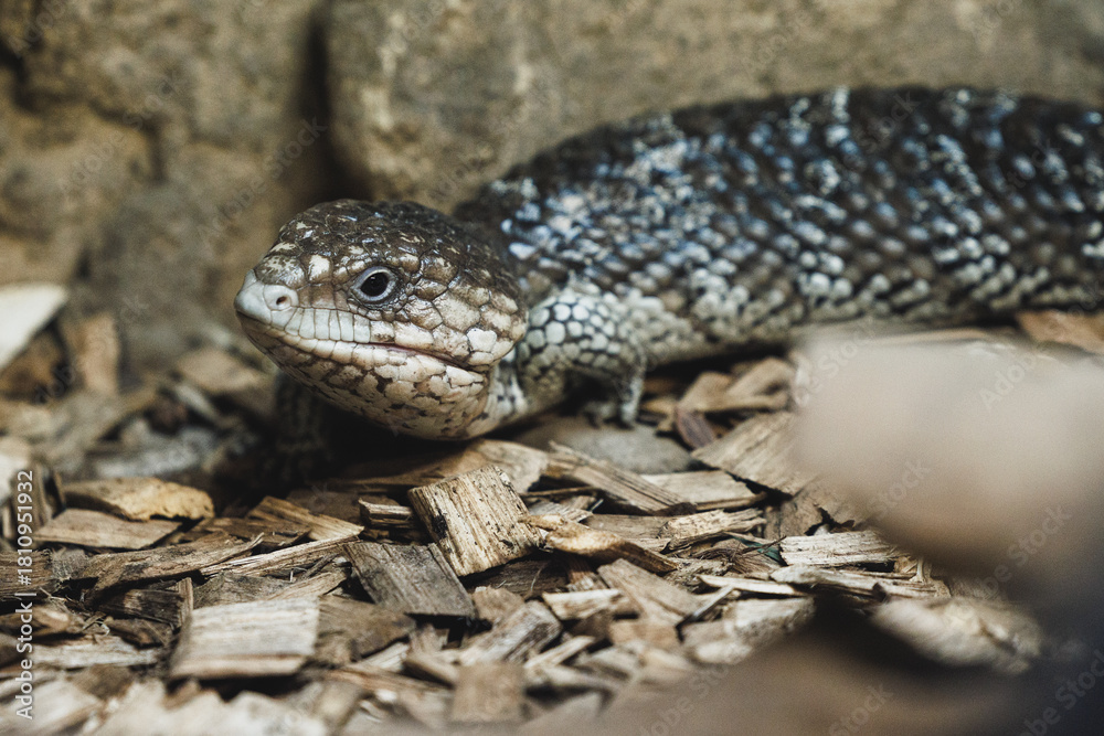 Naklejka premium Reptile