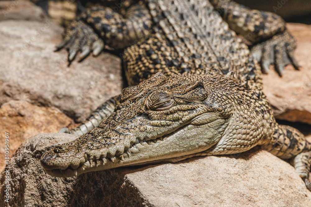 Fototapeta premium Reptile
