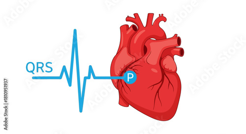 An anatomical heart with a linked electrocardiogram wave form