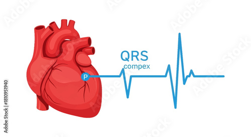 An anatomical heart graphic is connected to a heart waveform labeled QRS complex depicting a diagnostic visualization