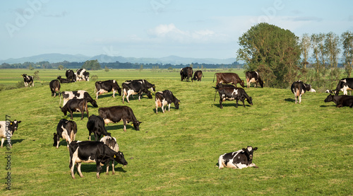 Φωτογραφία Herd of Friesian and Friesian cross dairy cows grazing in green grass