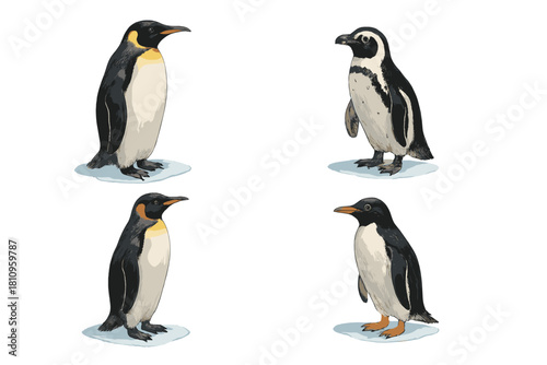 Comparison of Emperor and Magellanic penguins standing on ice floes