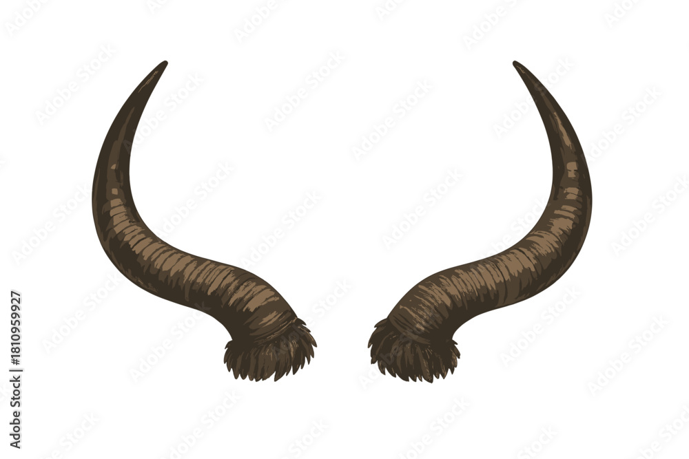 Obraz premium Curved brown animal horns with textured surface and hairy base