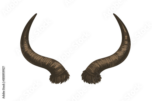 Curved brown animal horns with textured surface and hairy base
