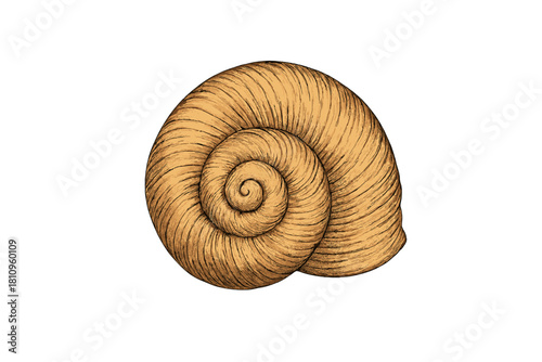 Golden brown spiral seashell cross section with detailed natural texture