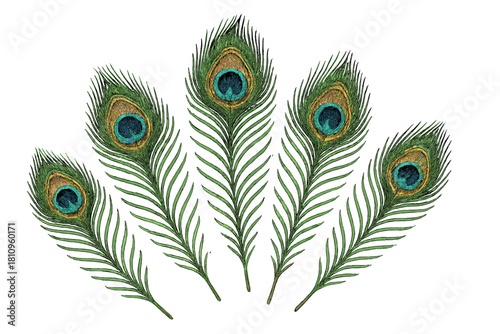 Five detailed peacock tail feathers with iridescent eyes isolated on white background