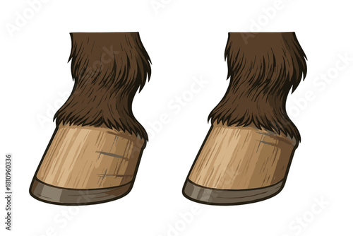 Lower legs of a horse showing brown fetlock hair and hooves