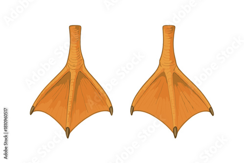 Pair of orange webbed duck feet with dark claws isolated on white background