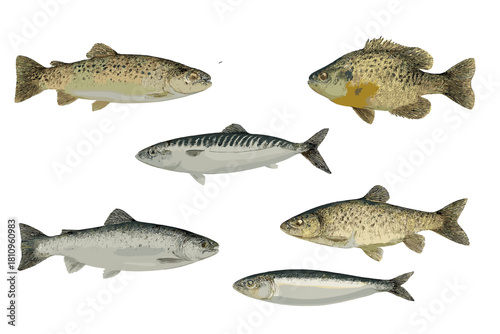 Diverse edible fish species isolated on white background for food design