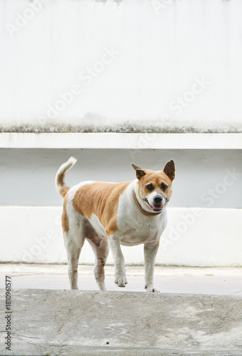 Dog stand at street looking at camera
