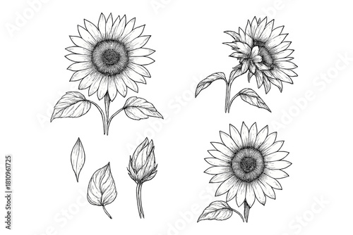 Hand drawn sunflower stages and elements in detailed sketch style