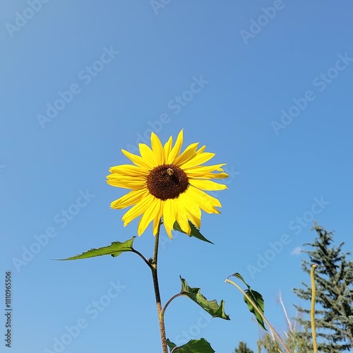 Sunflower on blue sky background