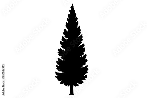 Tall narrow evergreen tree silhouette with textured foliage shape