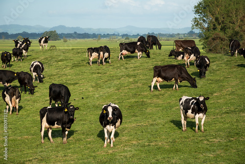 Foto Herd of Friesian and Friesian cross dairy cows grazing in green grass