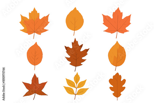 Collection of nine deciduous tree leaves showing vibrant orange and brown autumn colors