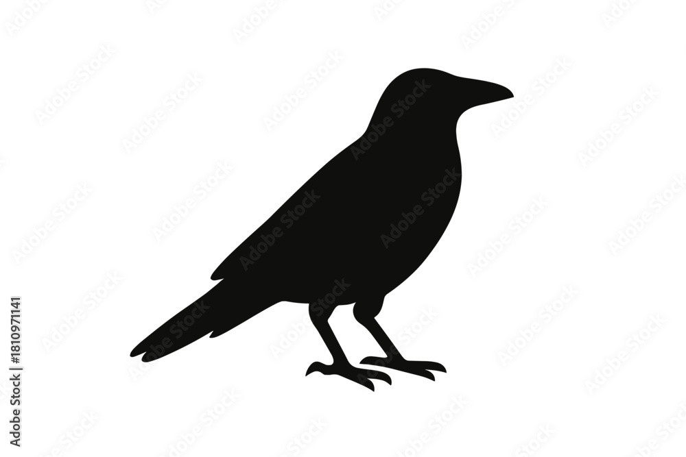 Fototapeta premium Simple black silhouette of a standing crow or raven isolated on a white background