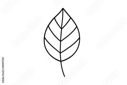 Minimalist outline drawing of a single deciduous leaf with prominent central vein structure on a white background