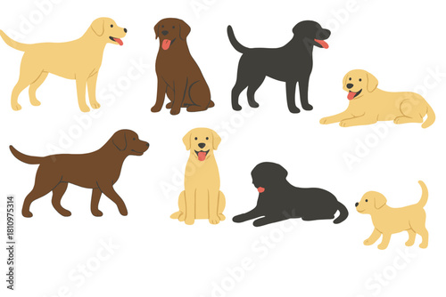 Various Labrador Retriever dogs in different colors and poses