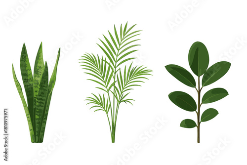 Three popular indoor houseplant cuttings isolated on white background
