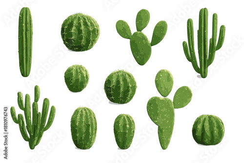 Collection of various green desert cacti and succulents isolated on white background