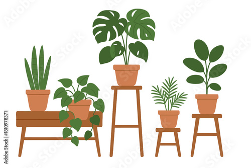 Assortment of popular potted houseplants displayed on wooden stands and shelves