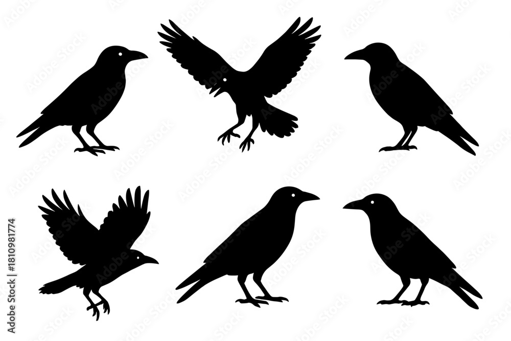 Fototapeta premium Set of six black crow silhouettes in different poses including standing and flying