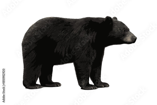 Large adult American black bear standing in profile view on a white background