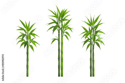 Detailed collection of fresh green bamboo stalks and leaves, perfect for Asian nature and spa design projects