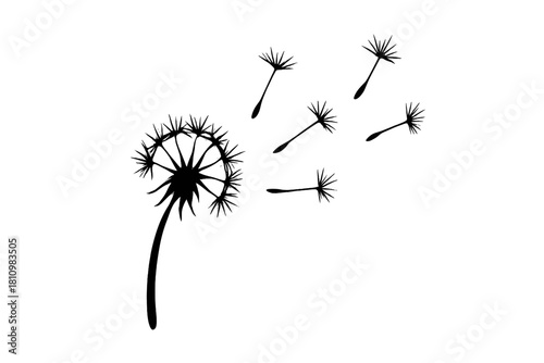 Black silhouette of a dandelion blowball with seeds floating away in the wind