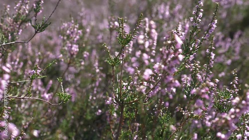 Close-up of a plantation of blooming pink flowers, heath