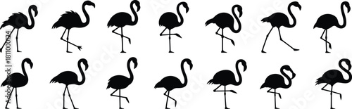 Graceful black flamingo silhouettes collection, standing and walking poses, elegant tropical bird vector illustration for summer paradise travel background, graphic design elements.