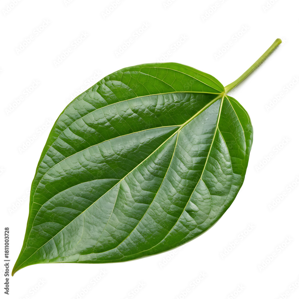 Obraz premium Green leaf isolated on a transparent background 