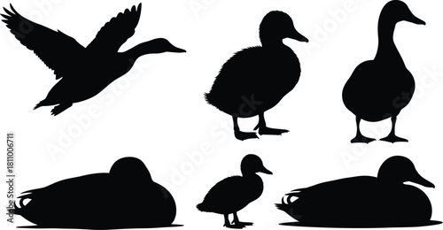 Duck silhouette collection black and white vector illustration
