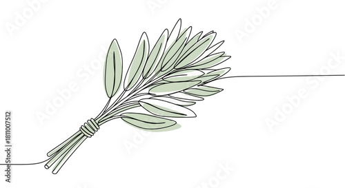 Vector illustration of fresh sage branch with green leaves isolated on