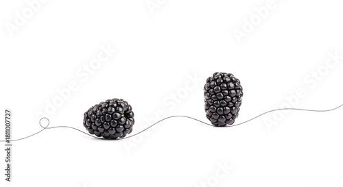 Vector illustration of two blackberries isolated on with a line connecting them