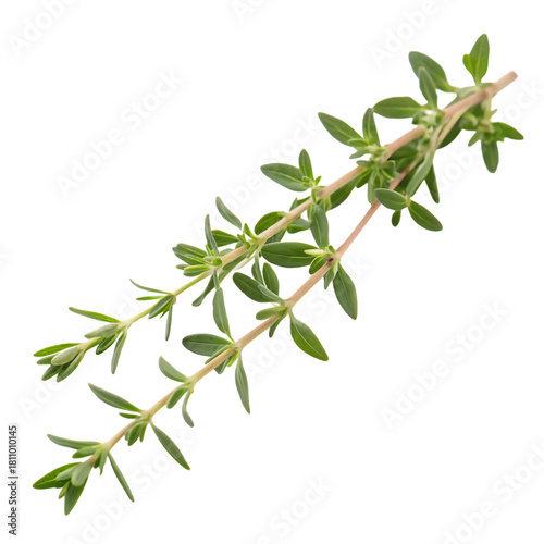 Twig of rosemary isolated on a transparent background
