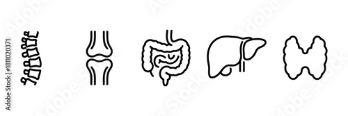 Human anatomy line icons set: spine, knee joint, digestive system, liver, and thyroid gland symbols for medical health and biological science vector