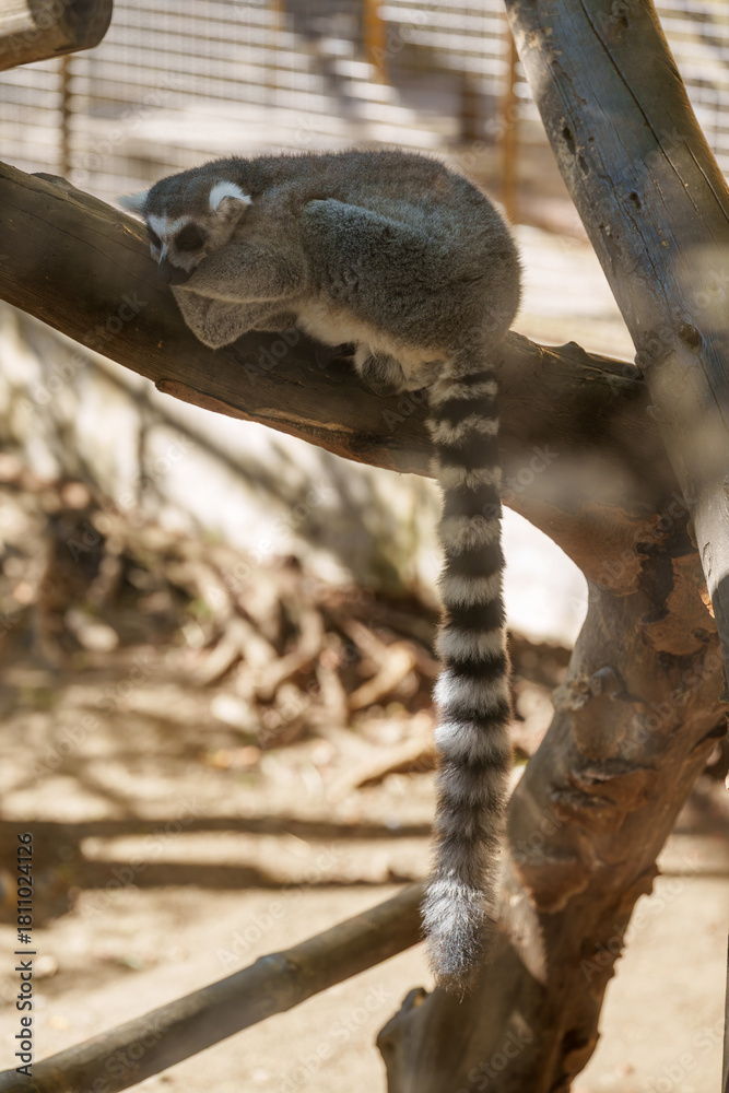 Naklejka premium Ring-Tailed Lemur Sleeping on a Tree Branch
