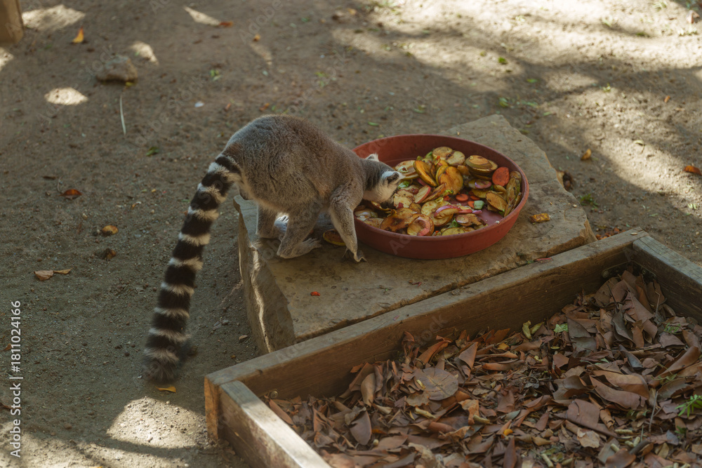 Obraz premium Ring-Tailed Lemur Feeding on Fresh Fruit Mix from a Bowl on the Ground