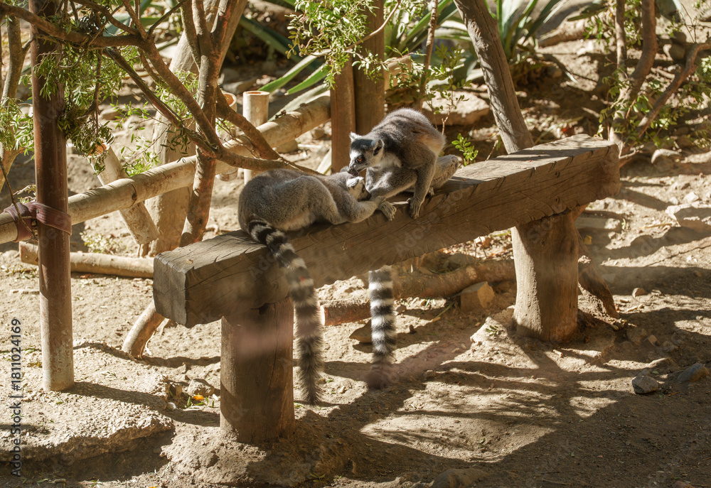 Obraz premium Ring-Tailed Lemurs Grooming Each Other on a Wooden Bench at the Zoo