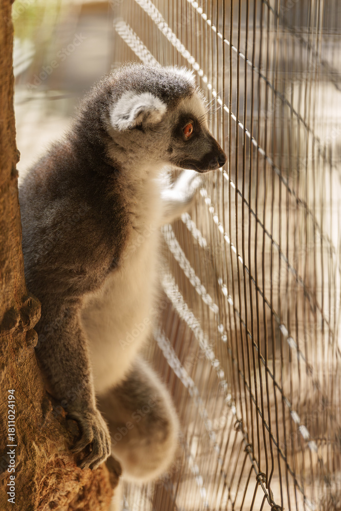 Obraz premium Captive Ring-Tailed Lemur Standing at the Cage Bars in Its Zoo Enclosure