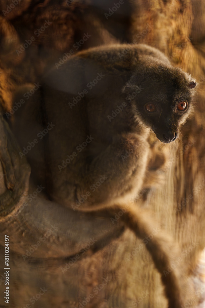 Obraz premium Warm Portrait of a Brown Lemur Curled Up on a Tree Trunk and Looking at the Camera