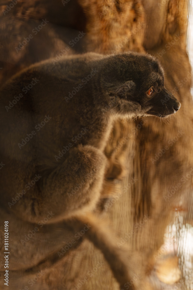 Obraz premium Vertical Close-Up Side View of a Brown Lemur Sitting on a Tree Branch in Warm Light at the Zoo