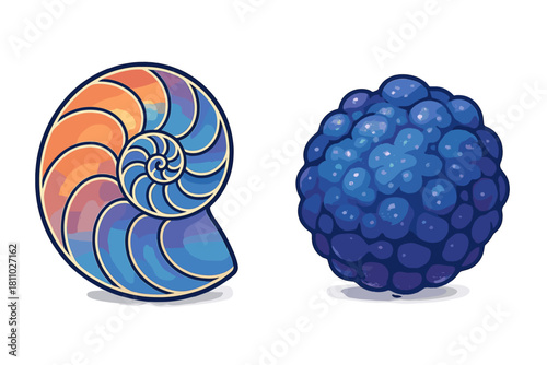 Colorful nautilus shell cross section and abstract blue berry structure on white background