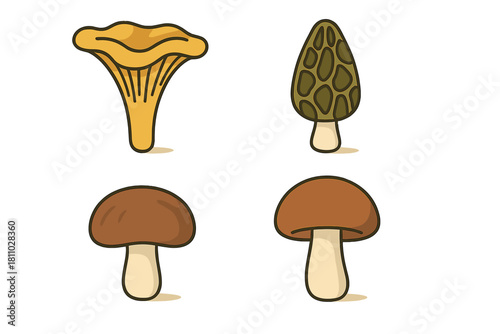 Collection of four popular edible wild mushrooms including chanterelle, morel, and boletus fungi